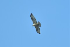 Buteo rufinus