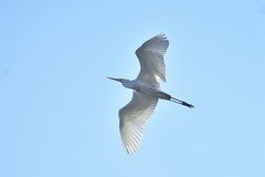 Ardea alba