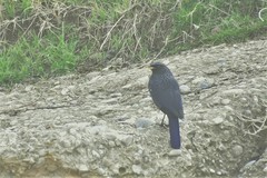 Myophonus caeruleus temminckii