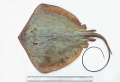 Hemitrygon fluviorum