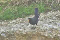 Myophonus caeruleus temminckii