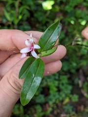 Maxillaria schlechteriana