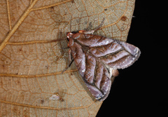 Hemicephalis paulina