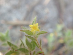 Gnidia humilis