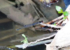 Prodasineura autumnalis