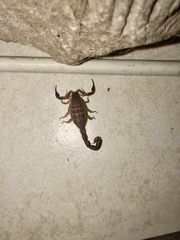 Pseudolychas ochraceus