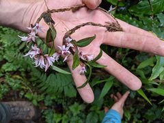 Maxillaria schlechteriana