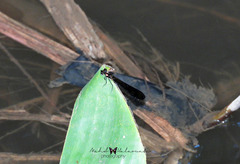 Heliocypha fenestrata cornelli