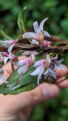 Maxillaria schlechteriana