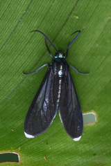 Uranophora leucotelus image
