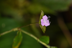 Tradescantia poelliae