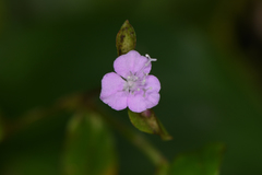 Tradescantia poelliae