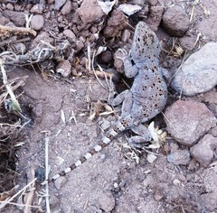 Diplolaemus leopardinus