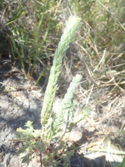Gnidia humilis