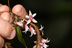 Maxillaria schlechteriana