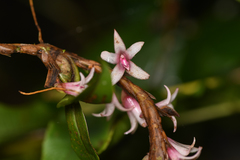 Maxillaria schlechteriana