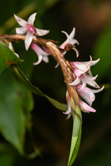 Maxillaria schlechteriana