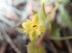 Gnidia humilis