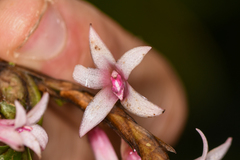 Maxillaria schlechteriana