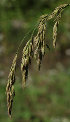 Festuca drymeja
