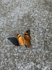 Doleschallia bisaltide