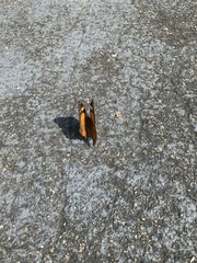 Doleschallia bisaltide