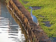 Ardea alba