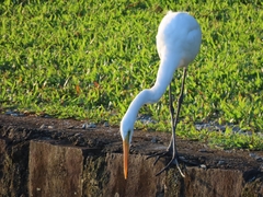 Ardea alba