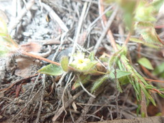 Gnidia humilis
