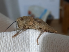 Eumigus cucullatus cucullatus