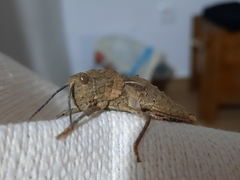 Eumigus cucullatus cucullatus