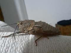 Eumigus cucullatus cucullatus