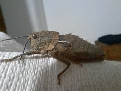 Eumigus cucullatus cucullatus