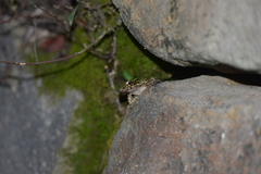 Odorrana tianmuii