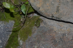 Odorrana tianmuii
