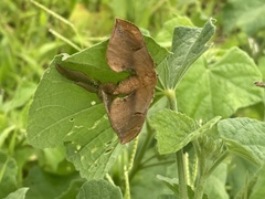 Goodia kuntzei