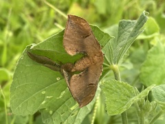 Goodia kuntzei