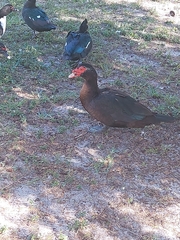 Cairina moschata domestica