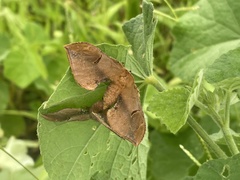 Goodia kuntzei