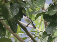 Dryoscopus gambensis