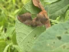 Goodia kuntzei