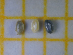 Quinqueloculina laevigata