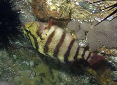 Hypoplectrodes annulatus