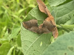 Goodia kuntzei