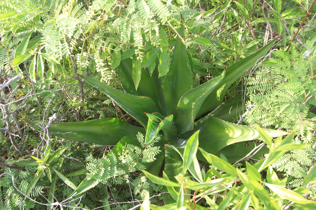 Agave brevispina, Ravine Plaine Cajou