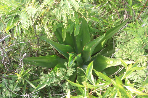 Image of Agave brevispina by (c) Brian Oakes Haiti Hunter, some rights reserved (CC BY)