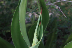 Agave brevispina