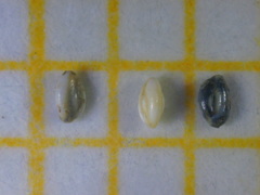 Quinqueloculina laevigata