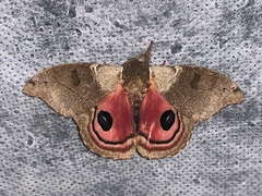 Automerella flexuosa