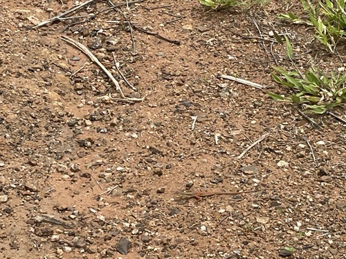 Black and Yellow Sand Lizard, Heliobolus lugubris